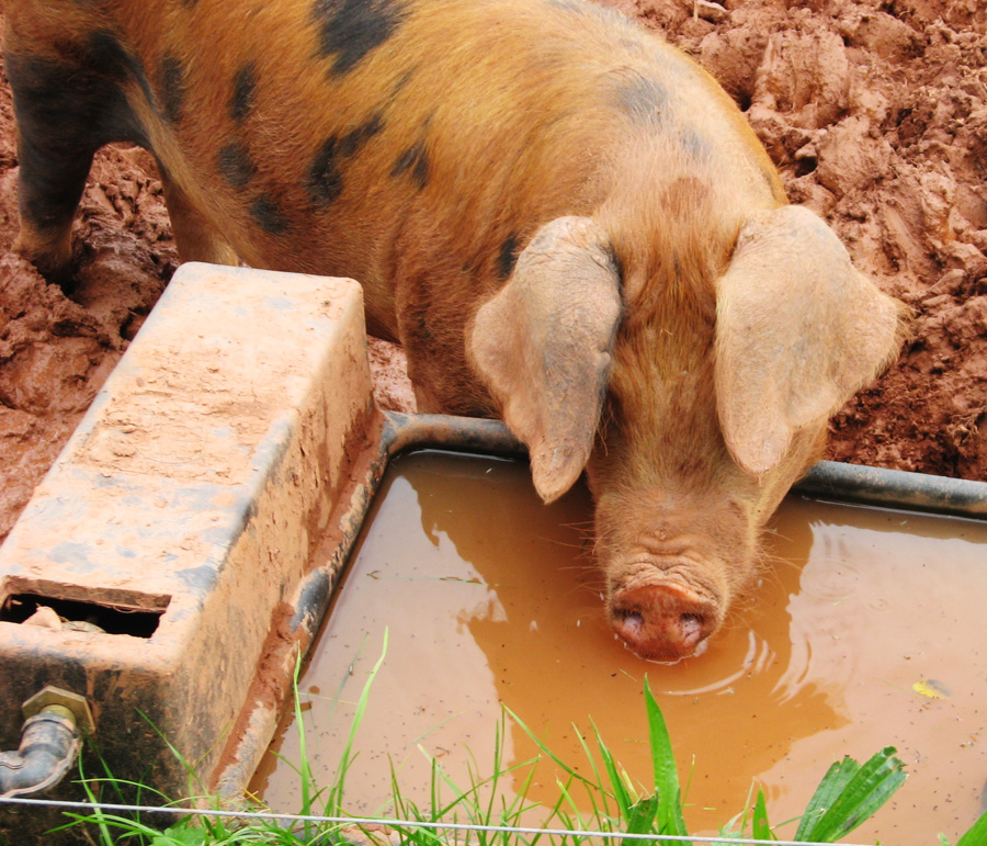 Pigs